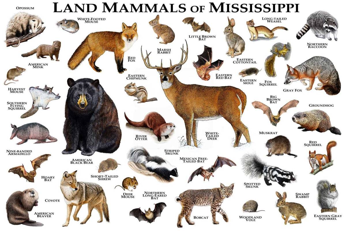 Land Mammals Of Mississippi Print - Mississippi Mammals Field Guide