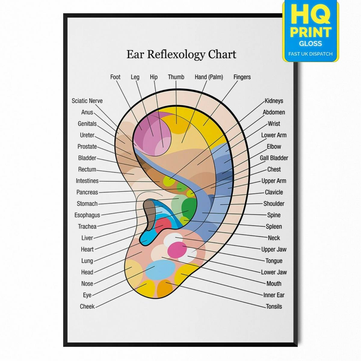 Ear Reflexology Colour Coded Anatomy Organ Massage Chart Poster ...